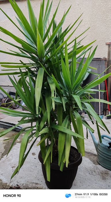Yucca elephantipes - planta decorativa