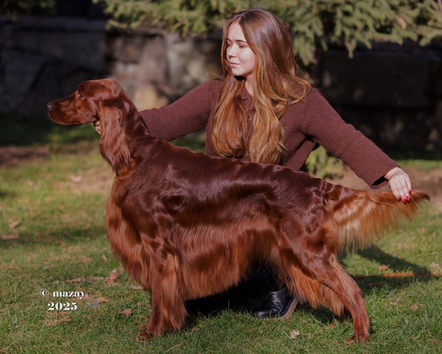 Кобель на вязку Ирландский сеттер