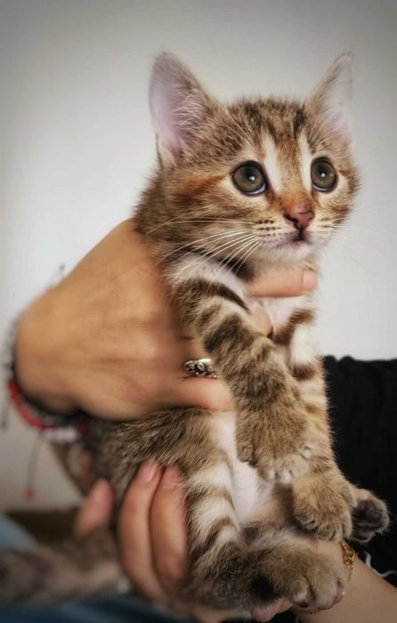 Daisy și Lilly își caută căsuță cu oameni responsabili.