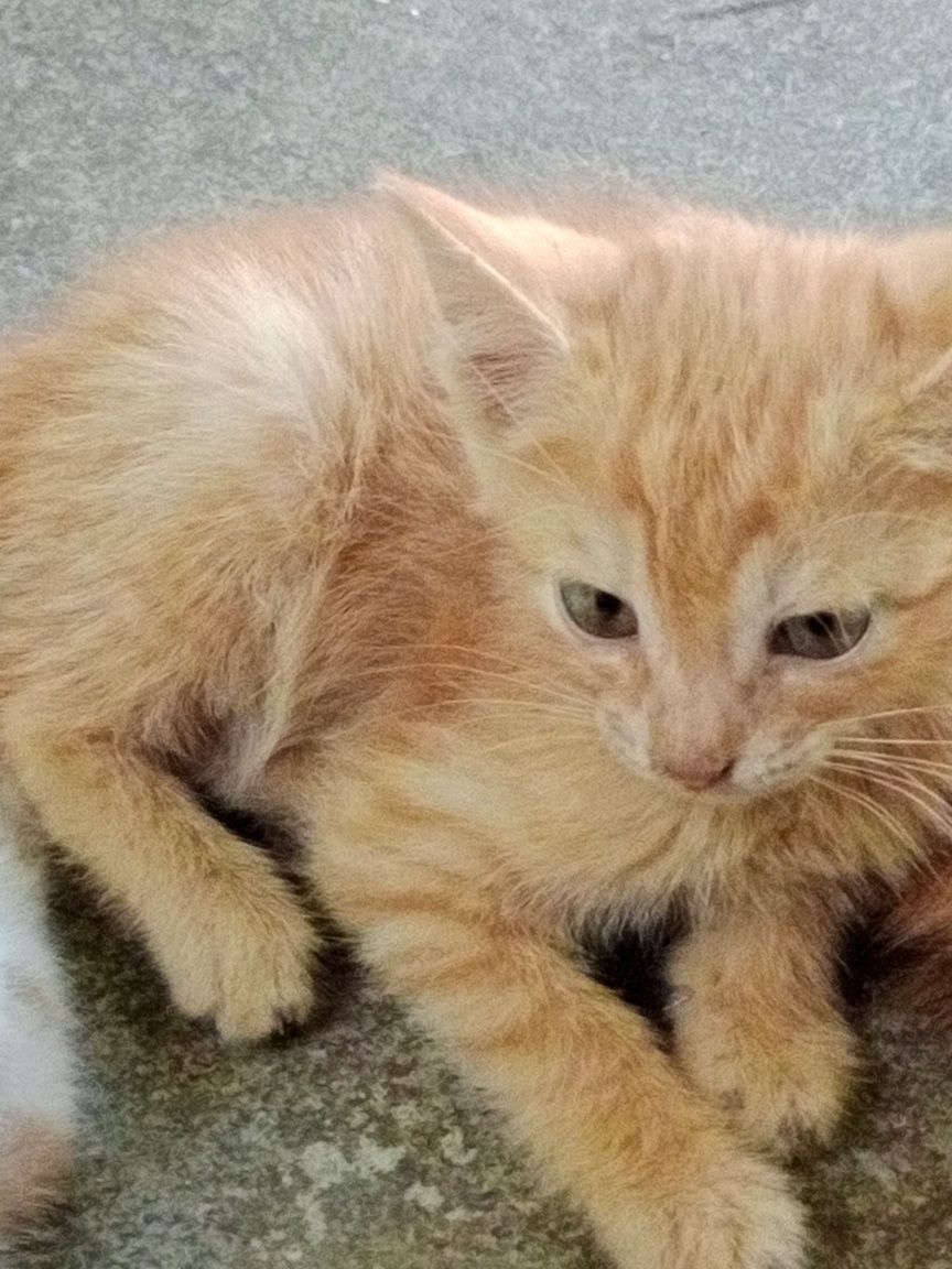 Котята,2 месяца(мальчики и девочки)