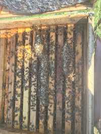 Vând familii de albine cu ladă pe 10 rame
