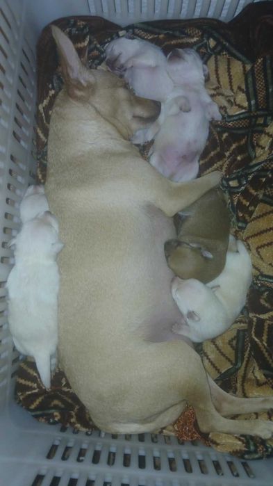 Продавам Пинчери