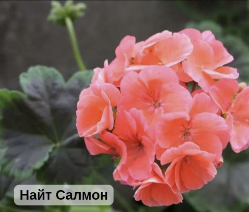 Пеларгония 500тг