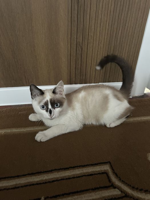 Отдаю котенок хороший руки