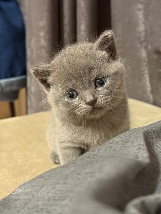 Свободно женско британче