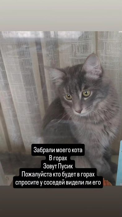 Пропал котик. Помоги пожалуйста найти