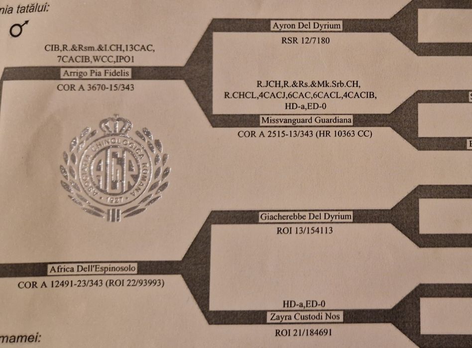 Cane Corso - mascul full black