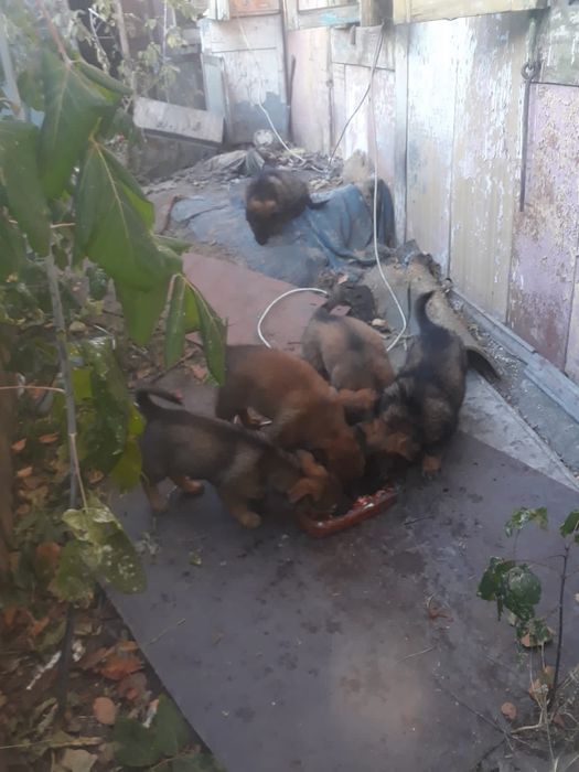 Отдам хорошеньких щенков