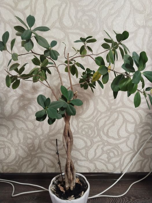 Цветы комнатные продам