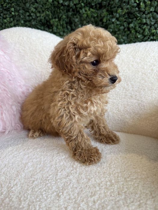 Fetiță de maltipoo