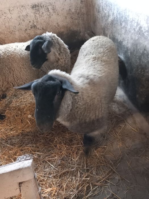 Vând berbec suffolk