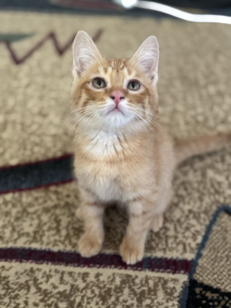 Ищем дом для котенка
