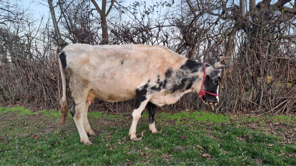 Vand vaca al 2-lea vitel