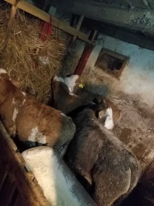 Vând vitei de la 2800 la 4000 lei