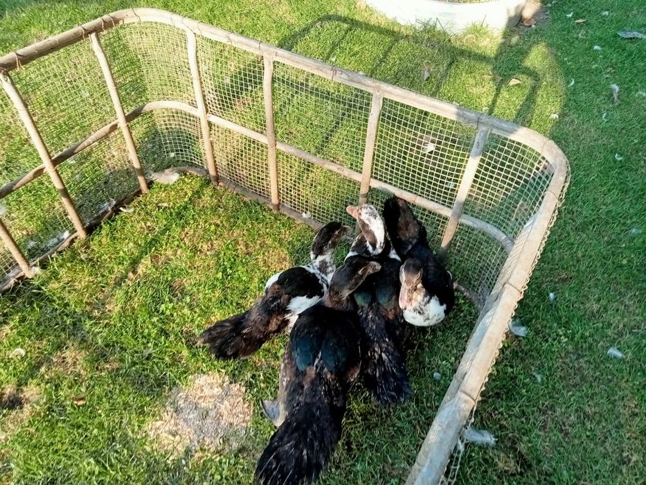 Rate lesesti  boboci.