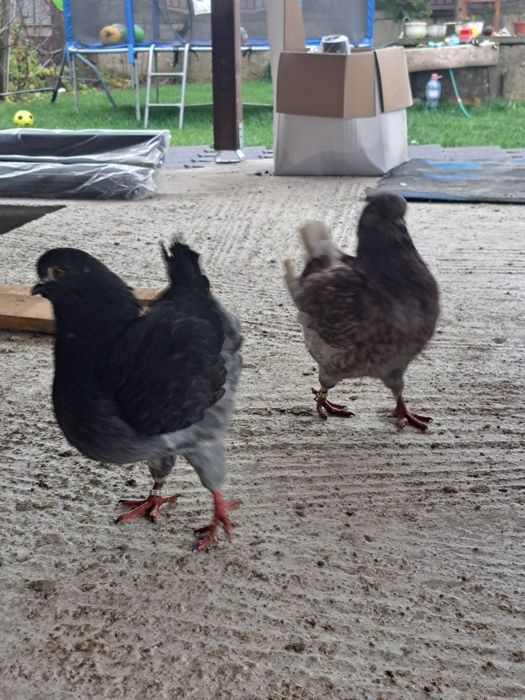 Vând porumbei kingi