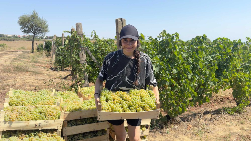 Struguri de Vanzare - De Vin sau de Masa - de la PRODUCATOR