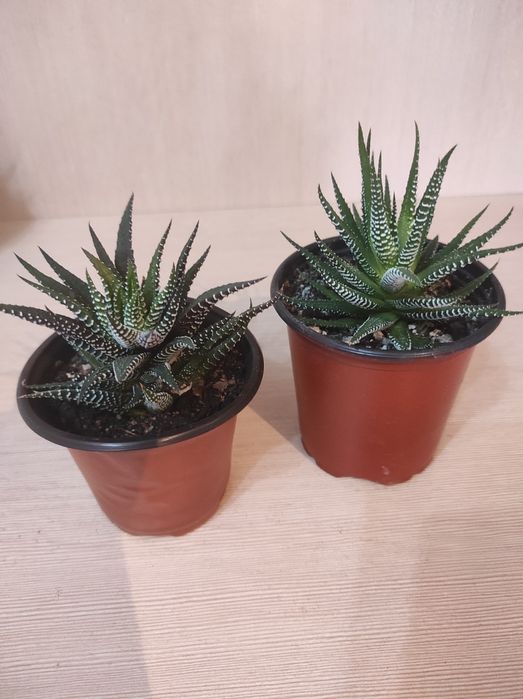 Комнатное растение цветы . Хавортия. Традесканция. Фикус.