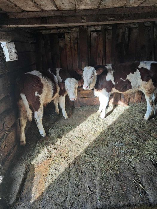 Viteii gemeni de vanzare