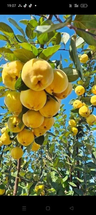 Pomi fructiferi columnari