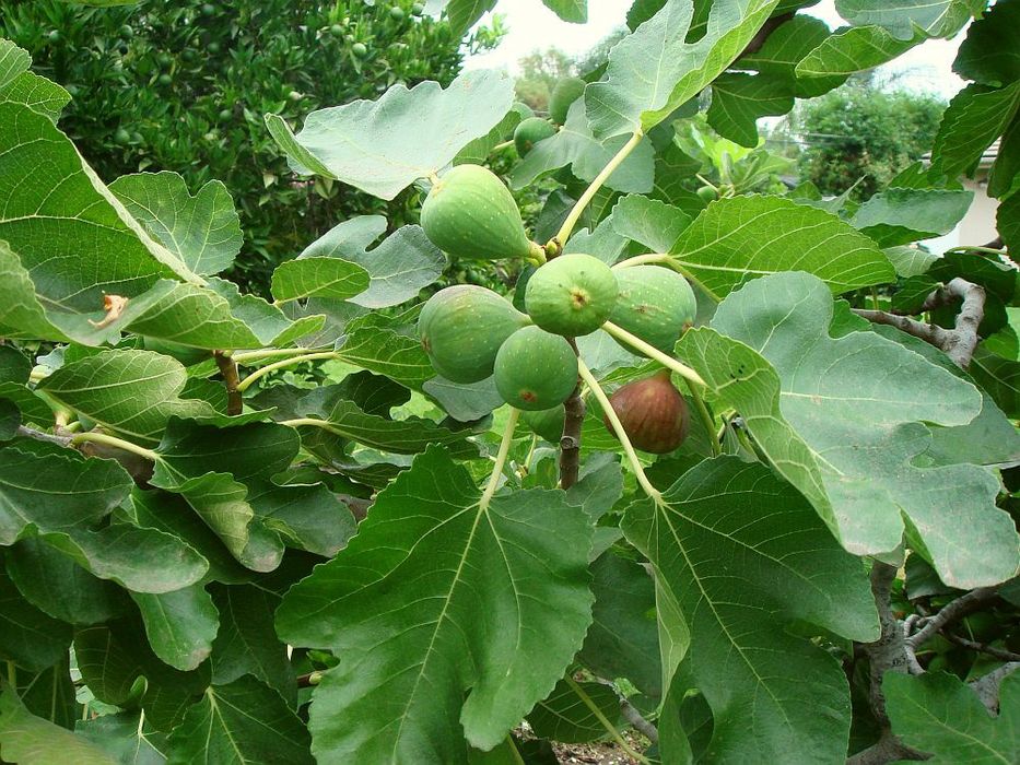 Pomi Fructiferi (Soiuri De Smochini)