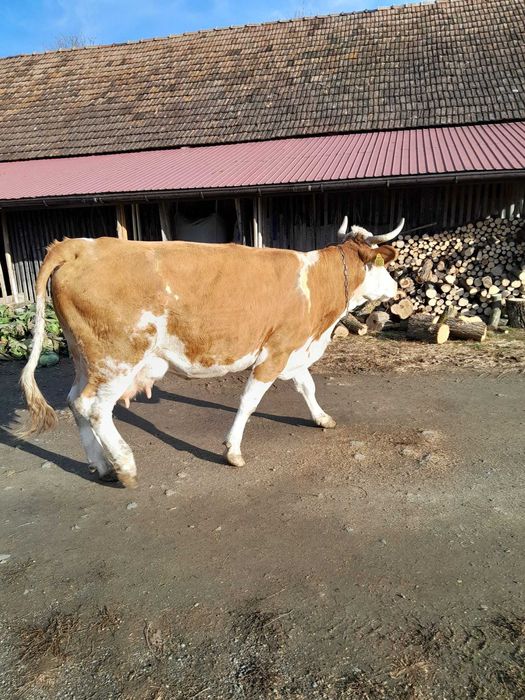 Vând vacă cu vițel