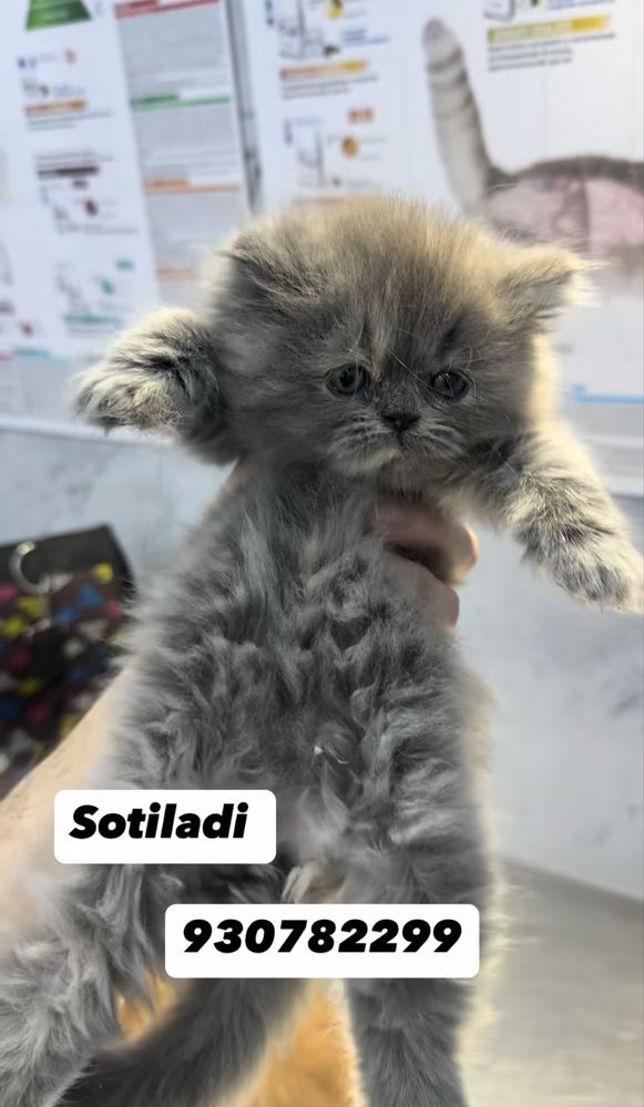 Пародистые котята