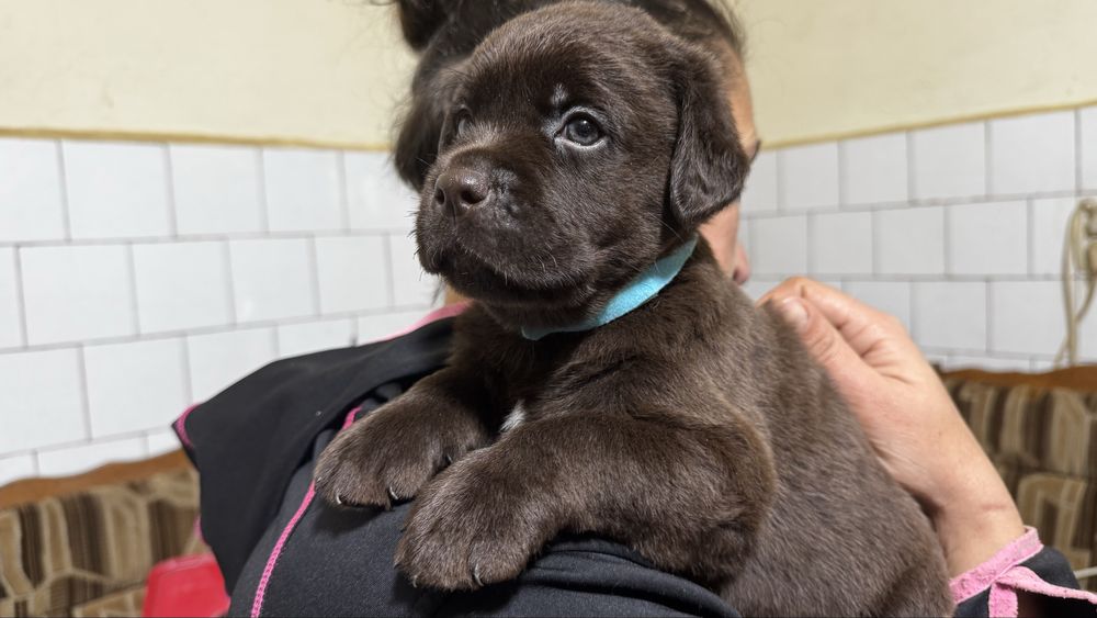 Pui Labrador Retriever