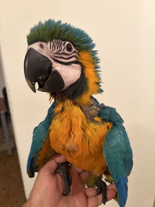 Papagal ara inelat cu adn, mascul