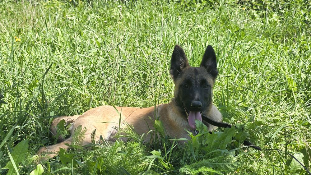 Femelă Malinois 6 luni, pedigree FCI