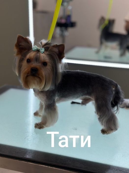 Йоркширски териер