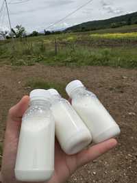 Магарешко мляко 7лв./100мл.