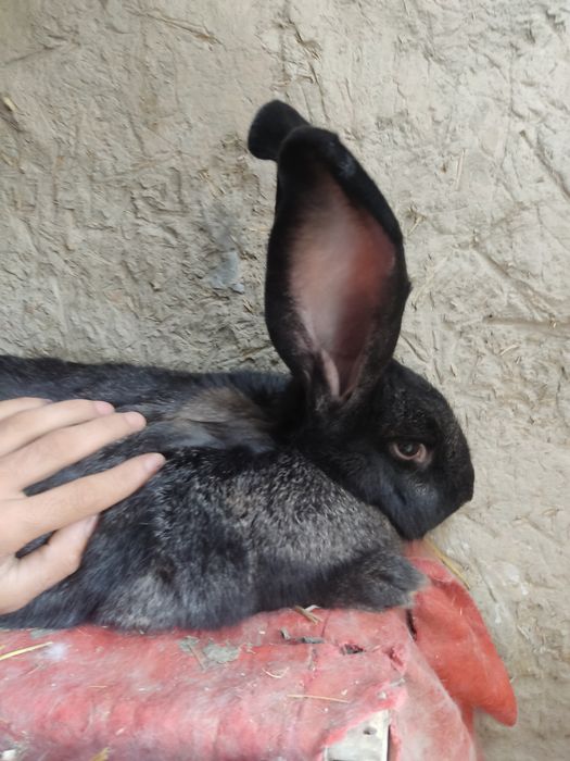 Flander samka sotiladi