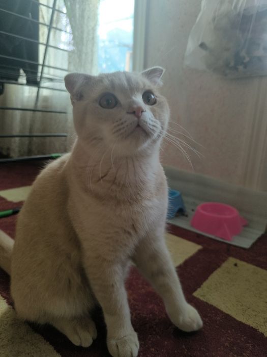 Mushuk sotiladi  Scottish Fold