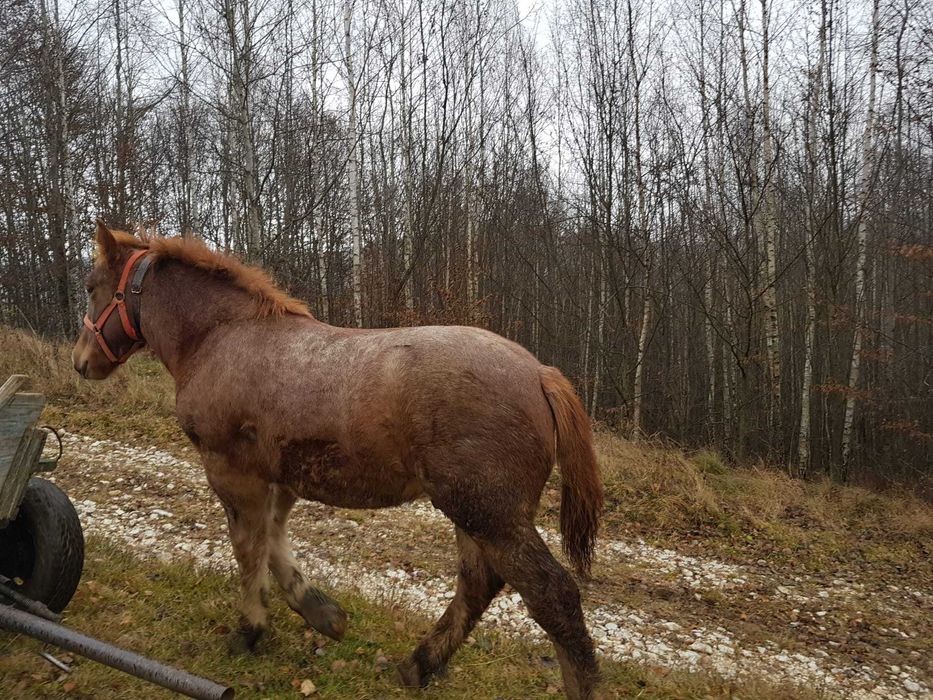 Vand manz de 8 luni. Pret:7000 Ron negociabil.