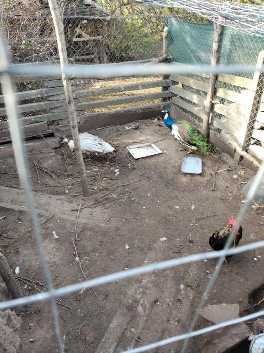 Продавам двойка пауни