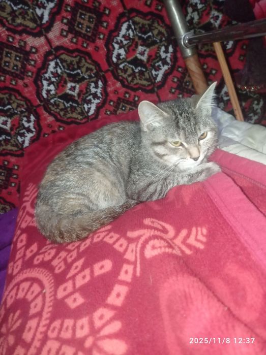 Мушук хадя ургочи