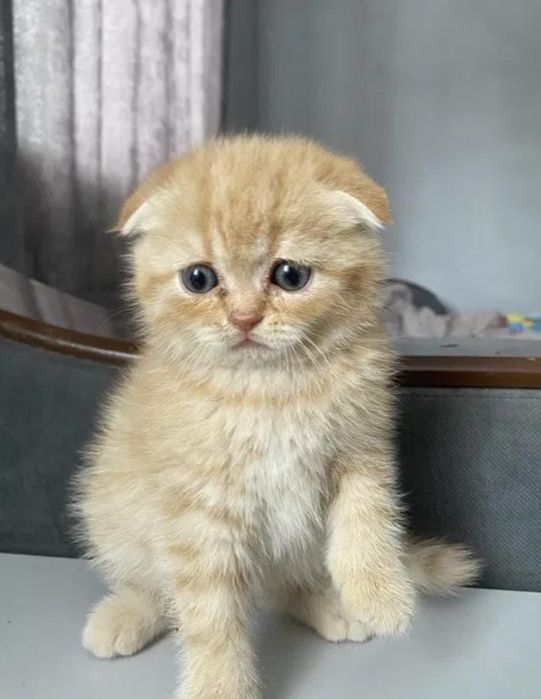 котенок скотиш фолд!