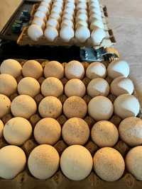 Продам инкубационный яйцо индушек