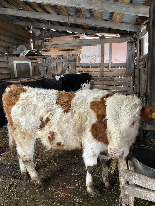 Продам бычок 10ти месячный