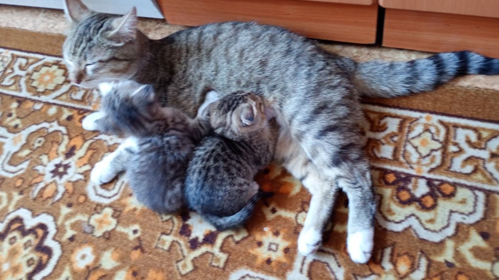 Кошка и два кота отдам бесплатно