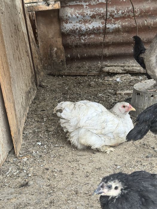 Домашние цыплята из чистокровных пород