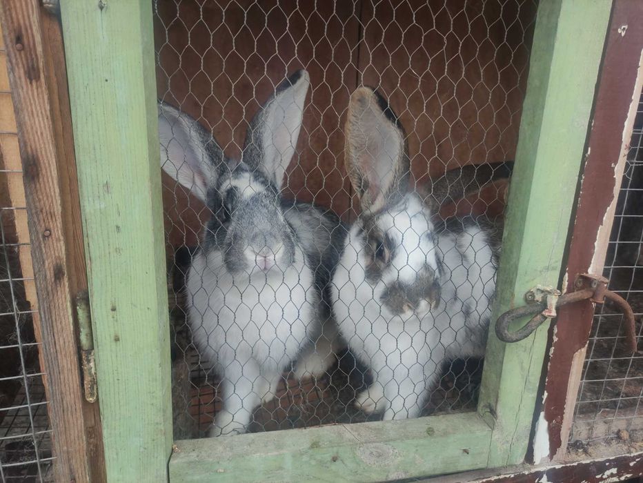 Зайци за клане или дамазлък