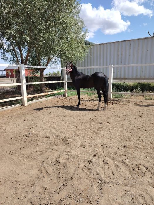 Ахалтекинская жеребец продаётся