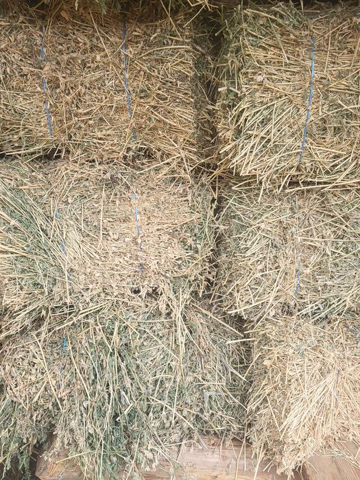 Baloți de lucernă se vând urgent