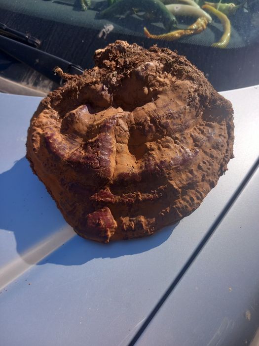 Ganoderma resinaceum