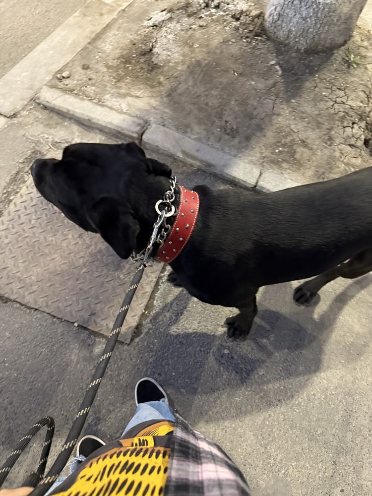 Pet-Sitter / Cazare Caini Bucuresti
