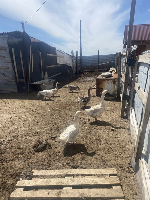 Гуси домашние