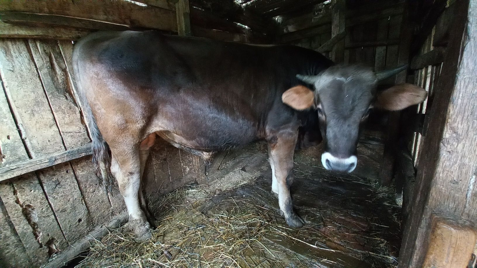 Vând taur rasa brună