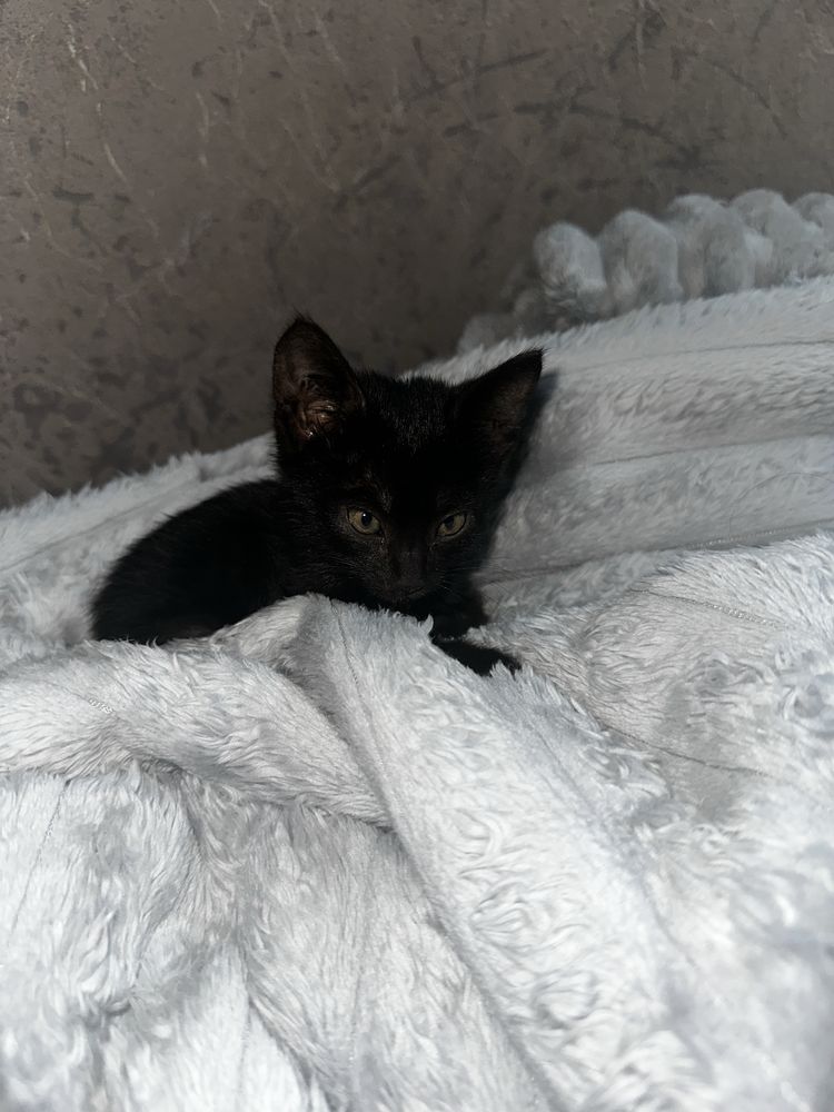 Кот маленький 1 месяц